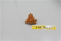 藏品(帶刺併額蟹)的圖片